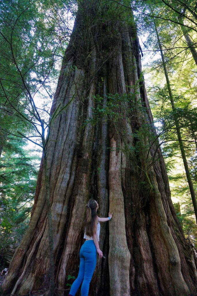 Woman looks up at tall tree