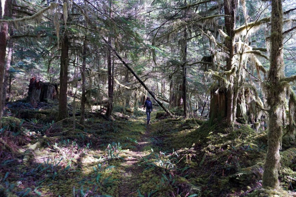 Woman walks through an overgrown forest