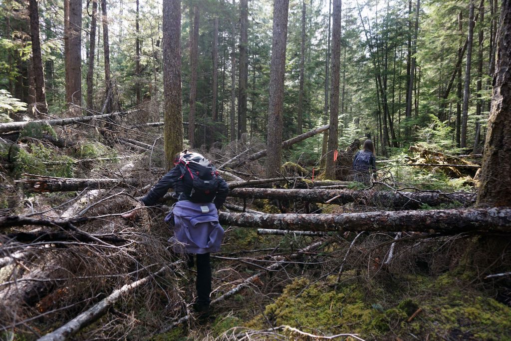 Two women make their way over fallen trees in a forest