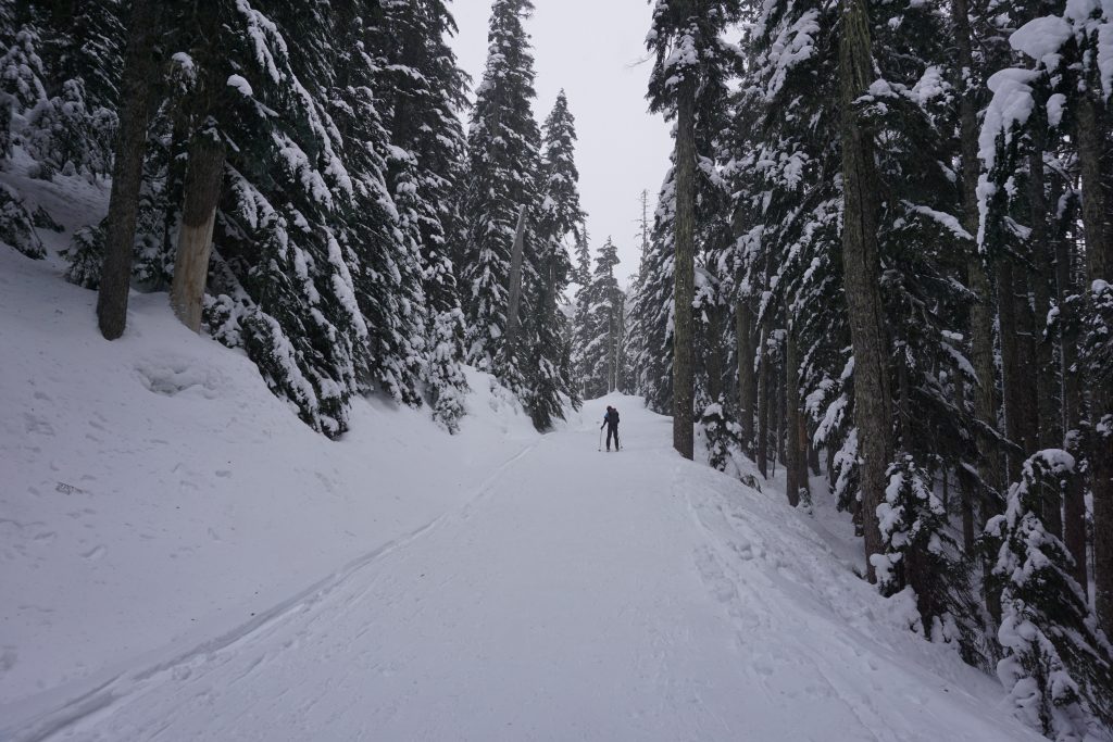 Man on skis surrounded by snowy trees