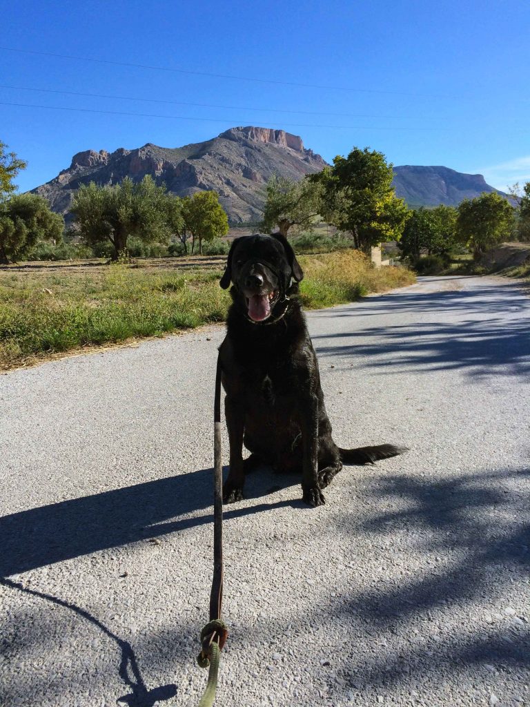 Dog with ball in mouth