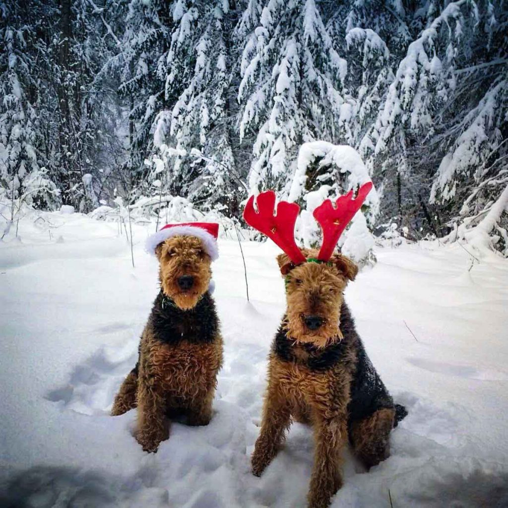 Two dogs sat in the snow wearing santa hats