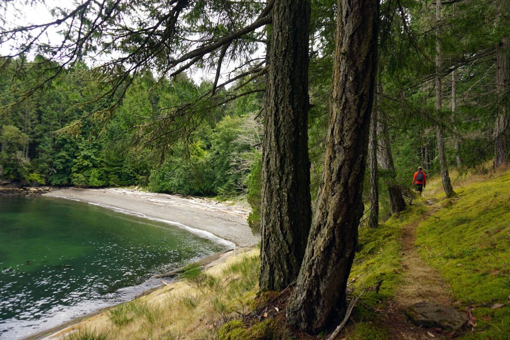 man walks through forest next to beach