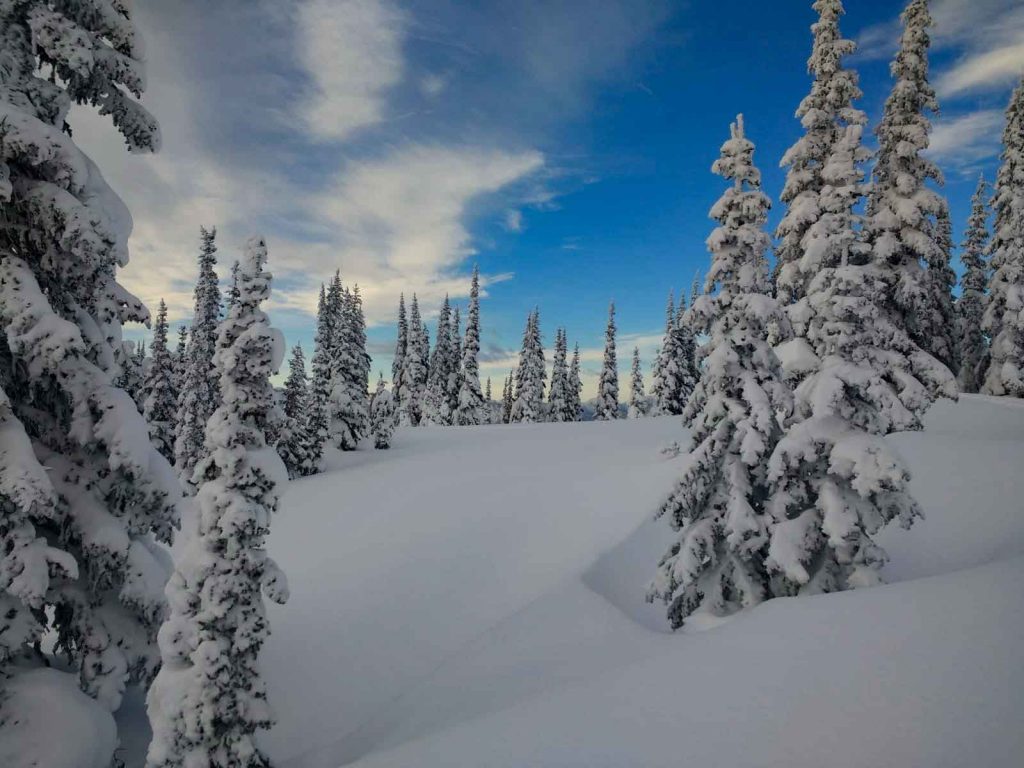 Snow covered slope with snow covered trees
