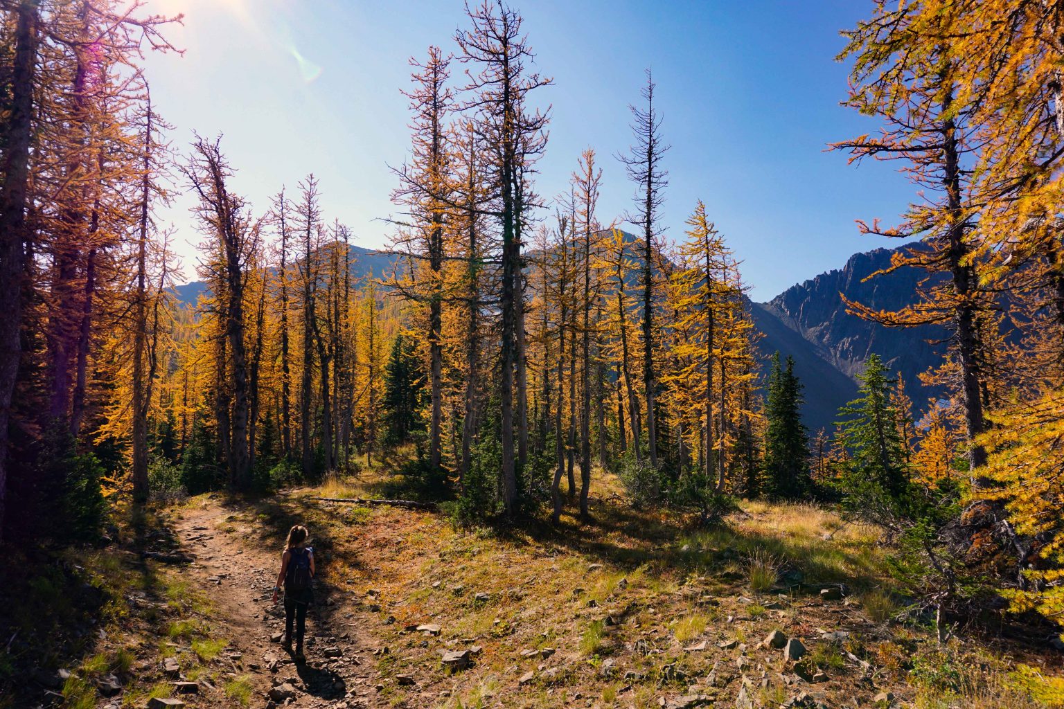 Frosty Mountain Golden Larches Hike | Manning Provincial Park