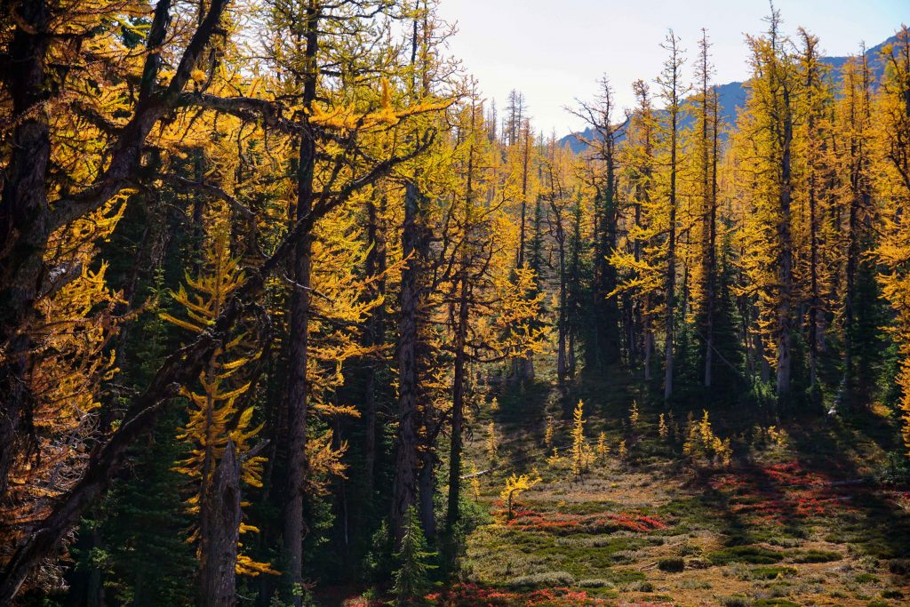 Golden larches in Manning Provincial Park