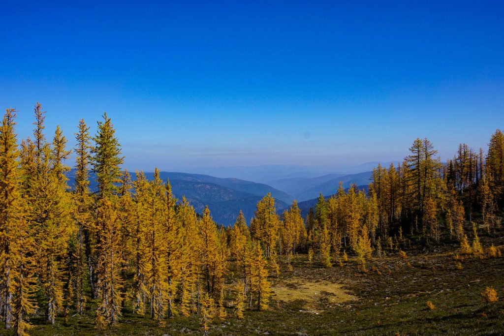 Golden larches in Manning Provincial Park