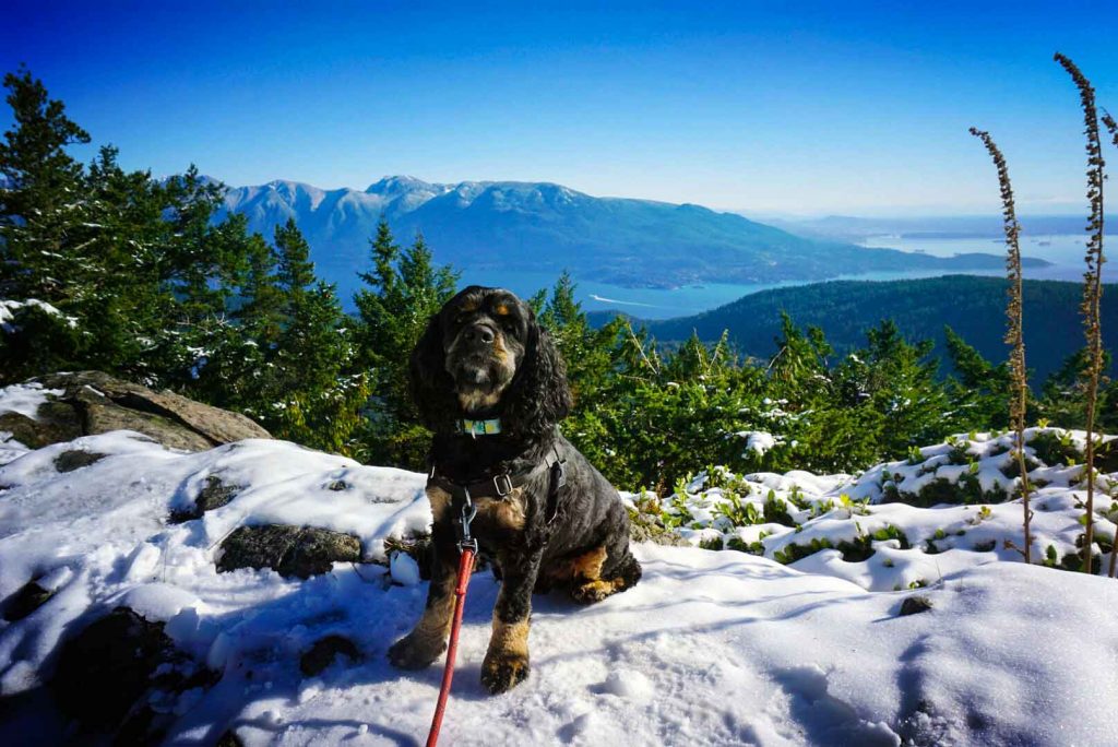 Dog sits on snowy mountaintop