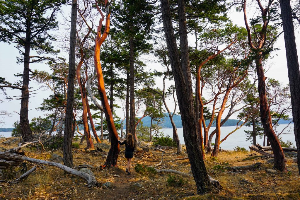 Arbutus trees on Mayne Island