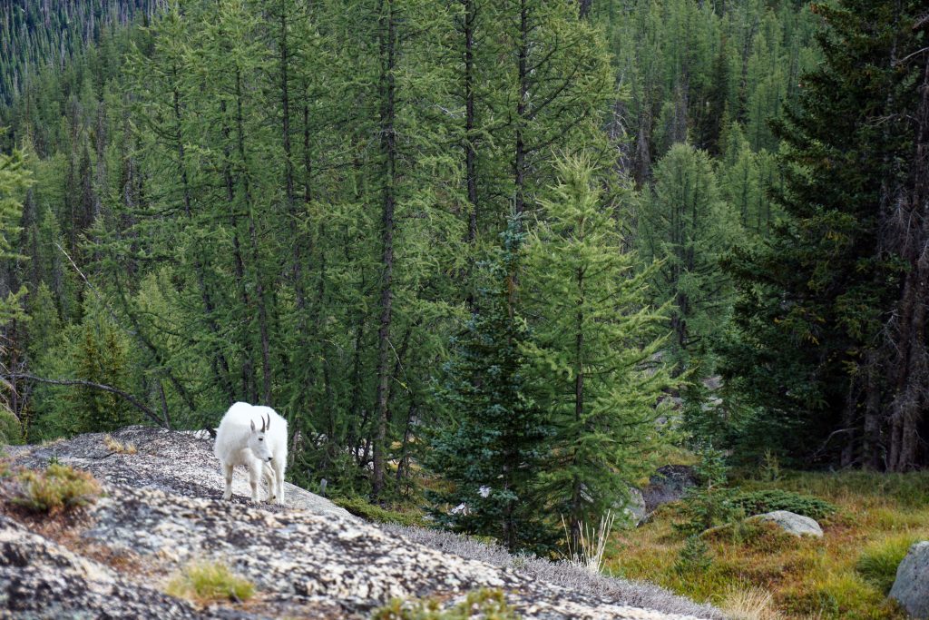 Lone mountain goat on a rocky slope