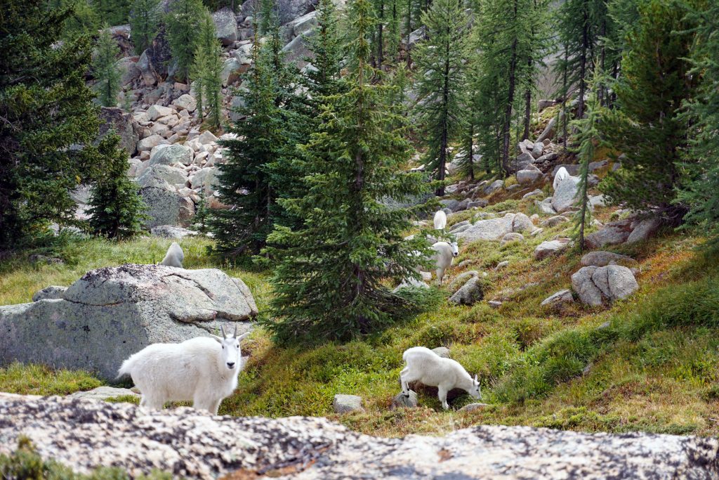 Herd of mountain goats in alpine meadow